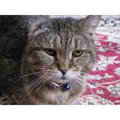 Catlover Pet Sitting