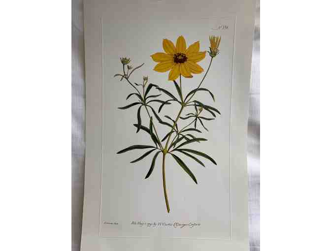Botanicals of Mount Vernon Prints