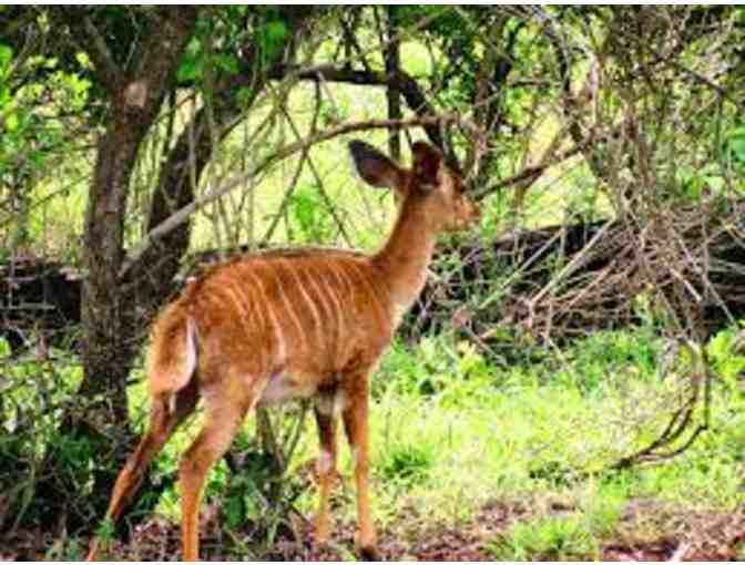 Zulu Nyala South Africa Photo Safari - Six Days and Six Nights for Two People!