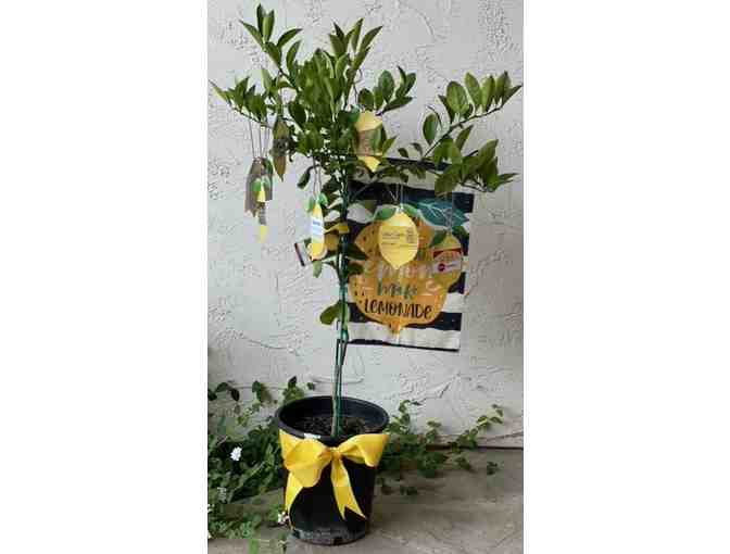 Heyn Class Basket- When Life Gives You Lemons, Make Lemonade