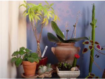 4 Private Pilates Lessons at Pilates in the Heights