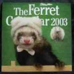 Mr. Ferret