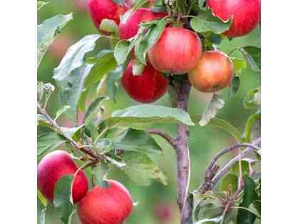 Champlain Orchards Apple Dwarf Tree