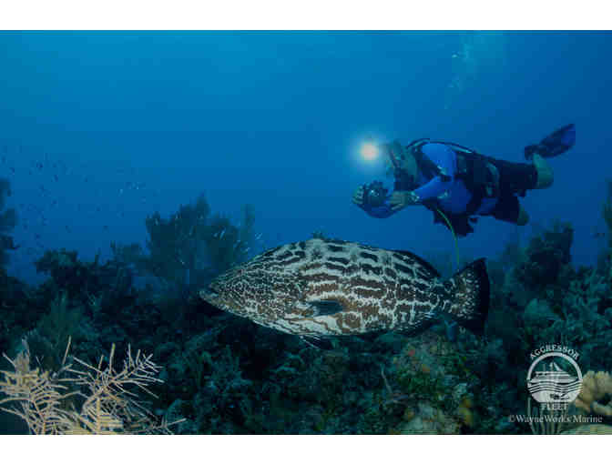 $500 Gift Certificate for Liveaboard Diving Trip on the Aggressor Fleet