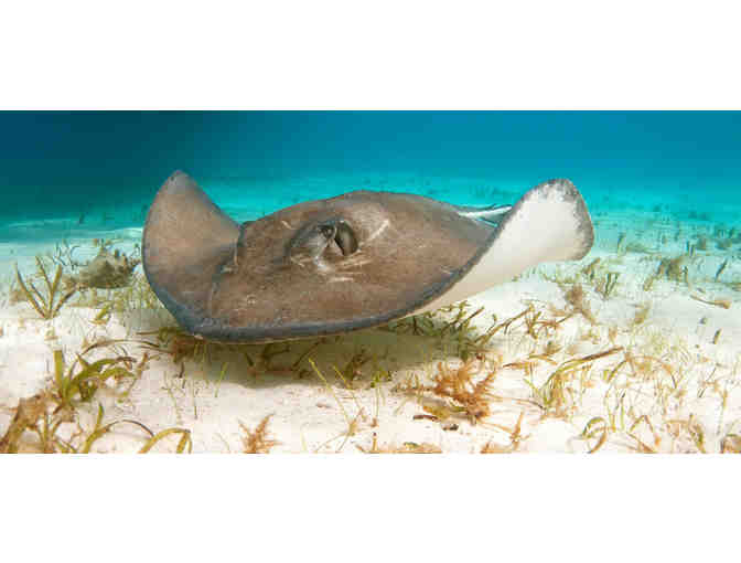 $500 Gift Certificate for Liveaboard Diving Trip on the Aggressor Fleet