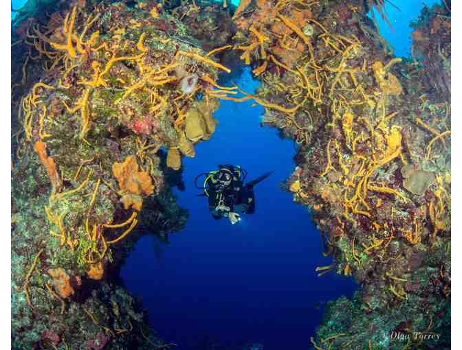 Stay-and-Dive Package for Two at All-Inclusive Occidental Cozumel in Mexico