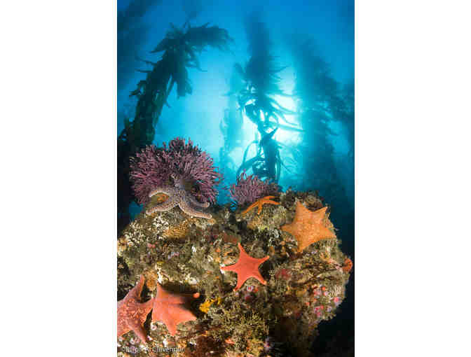 Three-Day Dive Trip for 1 with Truth Aquatics