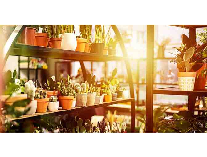 Tansy - Build Your Own Garden - Gift Certificate for 2