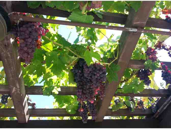 Wine Tastings at Zaca Mesa and Gainey Vineyards in the Solvang area