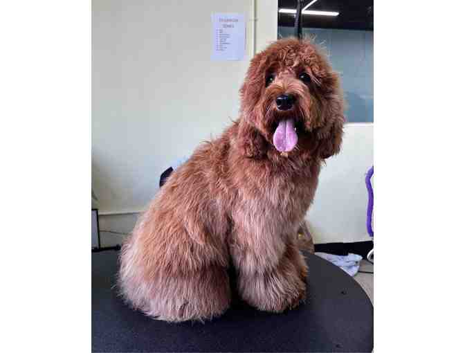Dog House Studio City Dog Grooming
