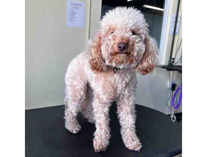 Dog House Studio City Dog Grooming