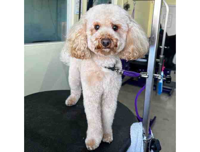 Dog House Studio City Dog Grooming