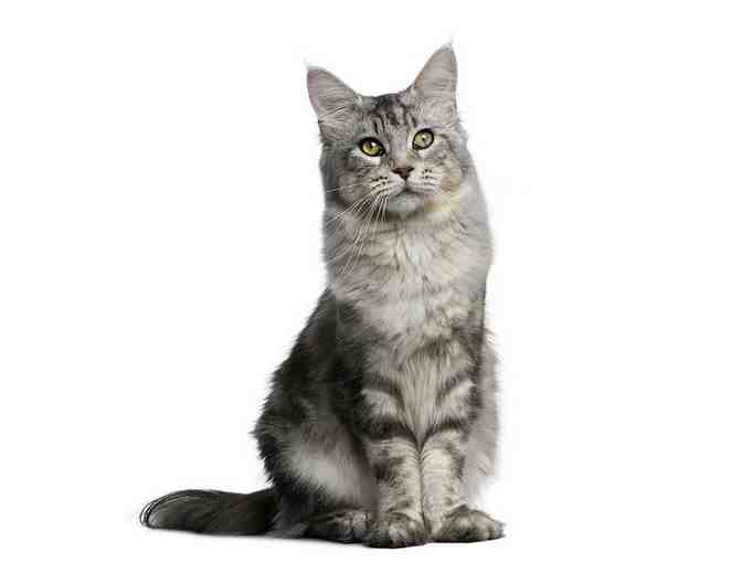 Gift Certificate - Pet Exam & Dental Cleaning