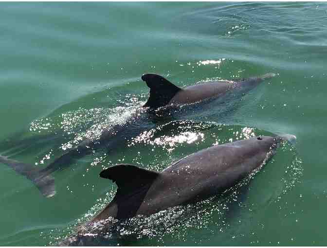 Four (4) passes for Dolphin Watch or Sunset Sail at Dolphin Landings, St. Petersburg, FL