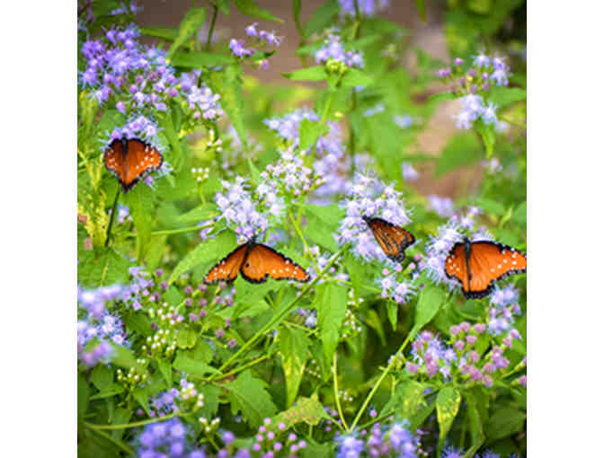 4 General Admission Guest Passes to Tucson Botanical Gardens - Set #1