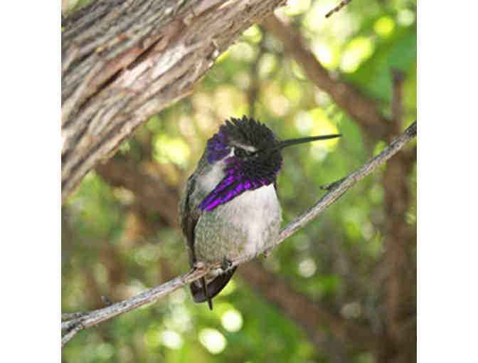 4 General Admission Guest Passes to Tucson Botanical Gardens - Set #1