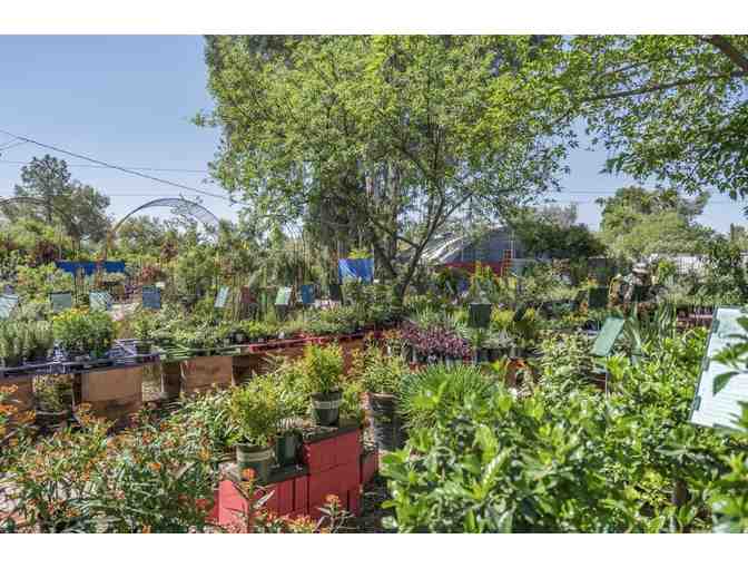 Harlow Gardens: $50 Gift Card #2