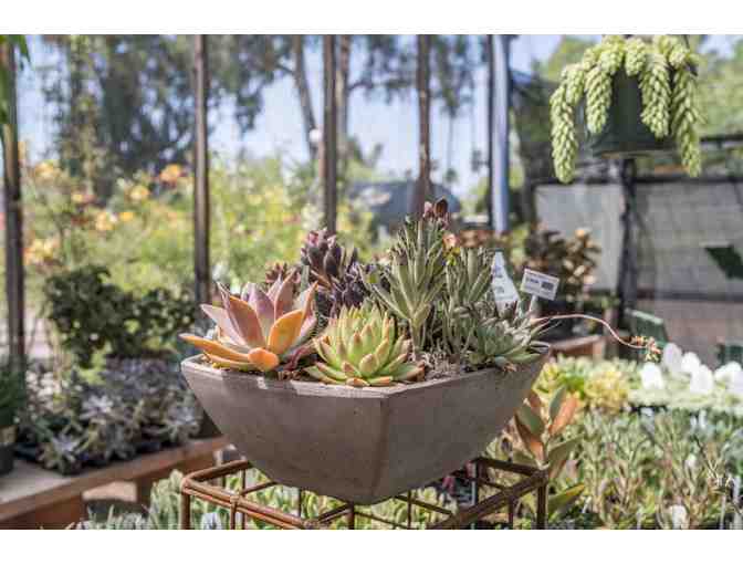 Harlow Gardens: $50 Gift Card #3