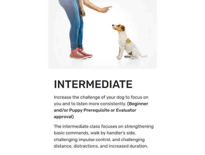 6-week Dog Training Class plus Gift Basket