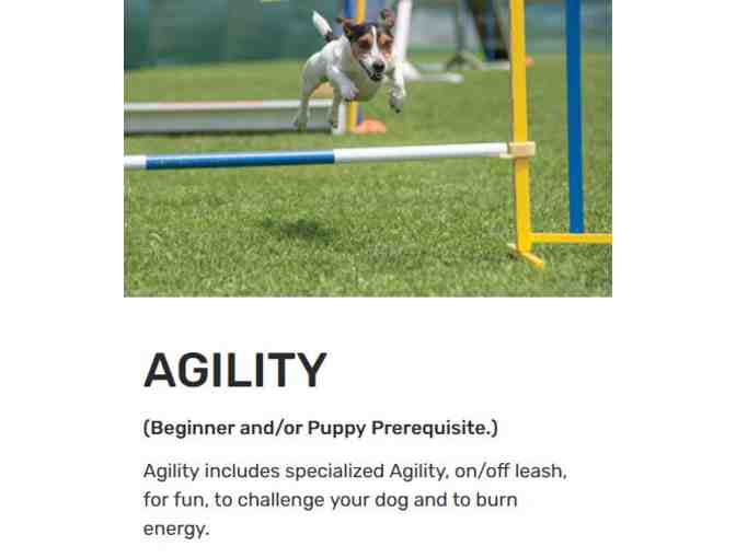 6-week Dog Training Class plus Gift Basket