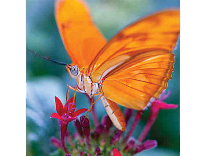 4 General Admission Guest Passes to Tucson Botanical Gardens - Set 2