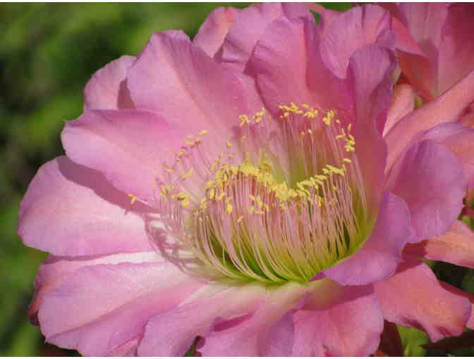 1 matted and framed Dot Kret print of your choice