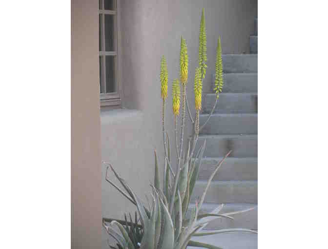 1 matted and framed Dot Kret print of your choice