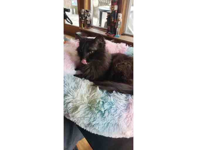 Plush cat (or small dog) bed