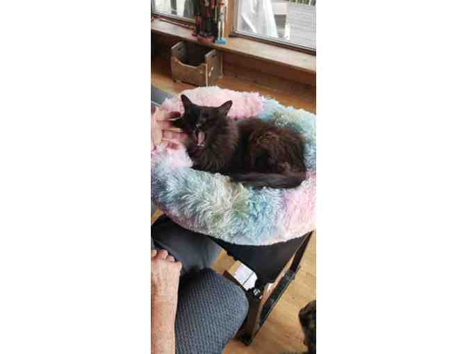 Plush cat (or small dog) bed