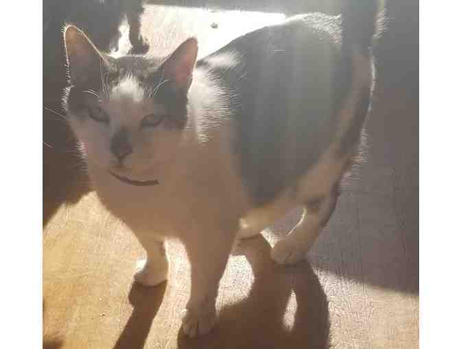 Mr. Spencer Requests a sponsor