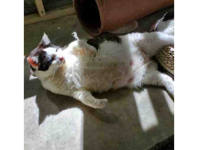 Wally Requests a Donation For Treats for his buddies