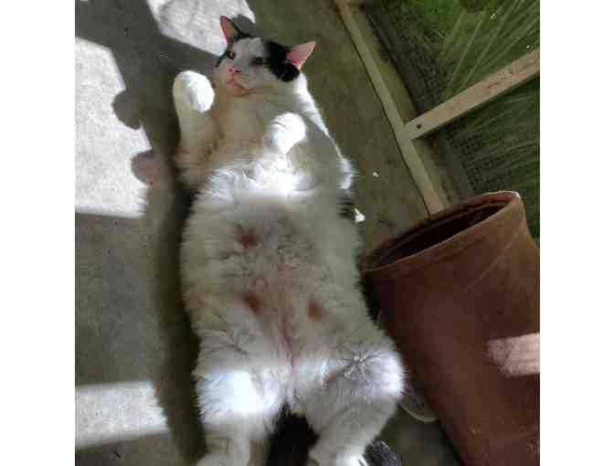 Wally Requests a Donation For Treats for his buddies