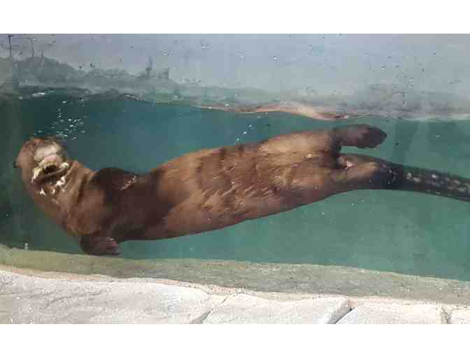 A Behind the Scenes VIP Giant Otter Encounter