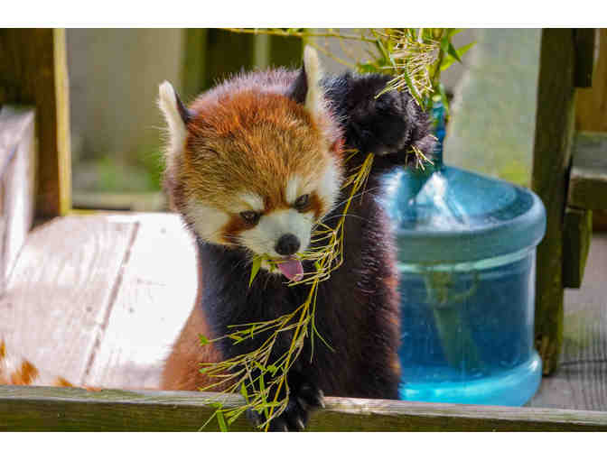 A Behind the Scenes VIP Red Panda Encounter