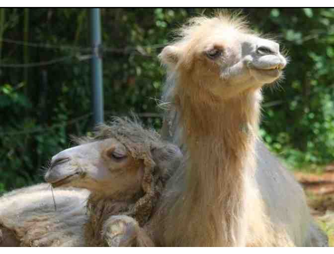 Family Fun Day at aMAZEMENT Action Playcenter, Mini Golf! and the Zoo