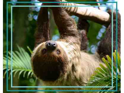 A Behind the Scenes VIP Sloth Encounter at Roger Williams Park Zoo
