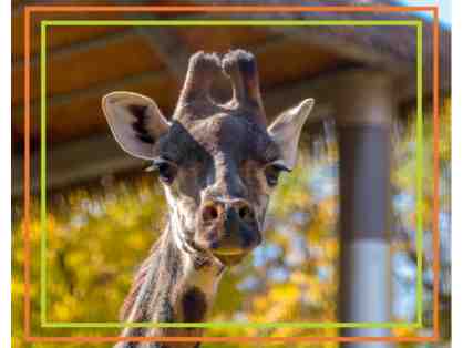 A Behind the Scenes VIP Giraffe Encounter