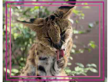 A Behind the Scenes VIP Serval Encounter