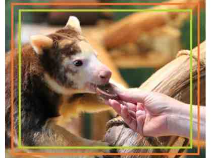 A Behind the Scenes VIP Tree Kangaroo Encounter