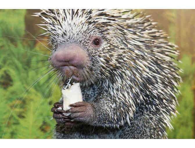 A Behind the Scenes VIP Visit with George the Porcupine