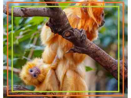 A Behind the Scenes VIP Tour of the Faces of the Rainforest Exhibit
