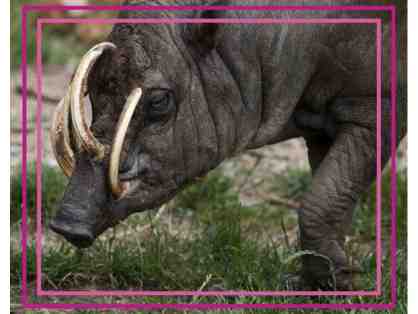 A Behind the Scenes VIP Babirusa Encounter