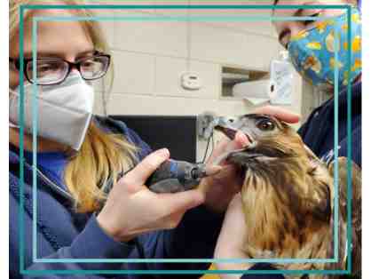 A Behind the Scenes VIP Vet Hospital Tour for 6