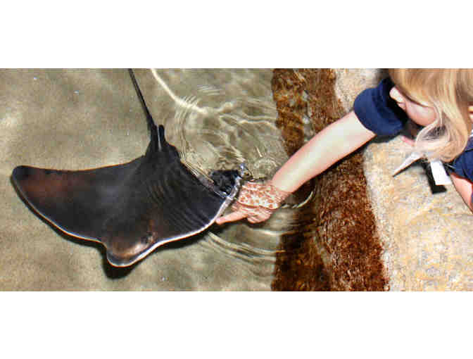 San Francisco, CA - Aquarium of the Bay - Four Tickets #3 of 4