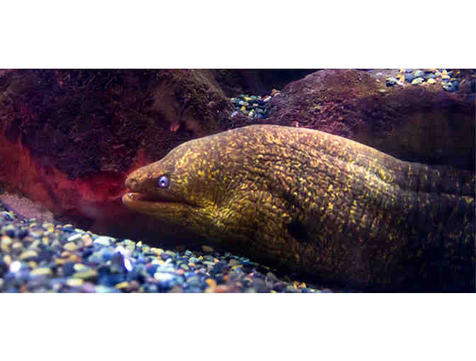 San Francisco, CA - Aquarium of the Bay - Four Tickets #4 of 4