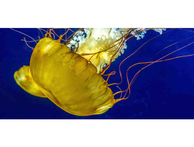 San Francisco, CA - Aquarium of the Bay - Four Tickets #4 of 4