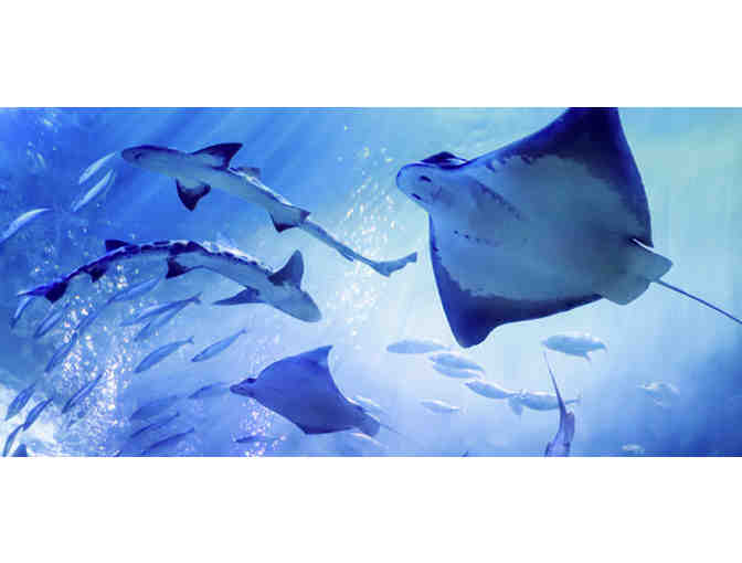 San Francisco, CA - Aquarium of the Bay - Four Tickets #4 of 4