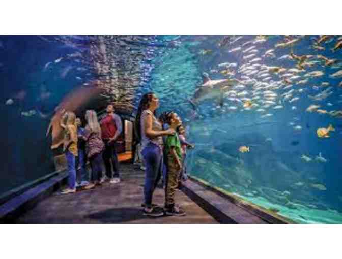 Complimentary Admission for 2 Guests at Adventure Aquarium