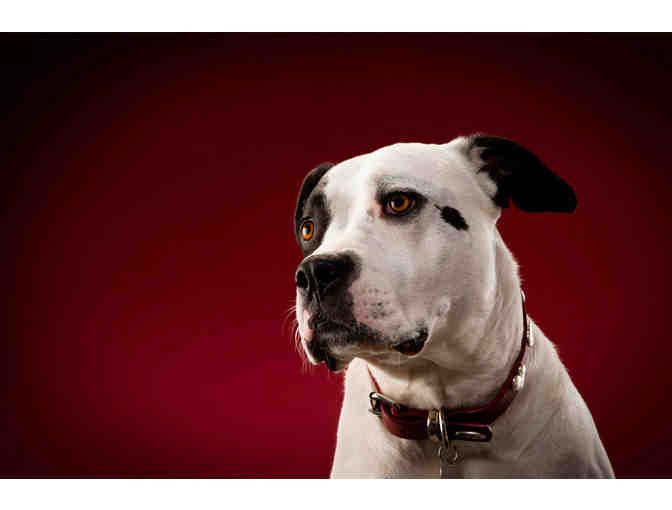 Pet Studio Portrait Session with Mary Small Photography