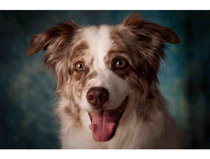 Pet Studio Portrait Session with Mary Small Photography